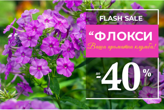 Акція на кореневища флоксів – знижка до 40%
