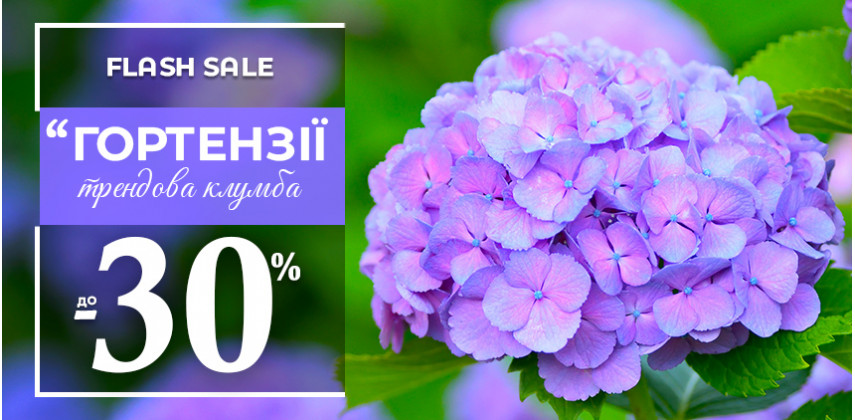 Саджанці Гортензії