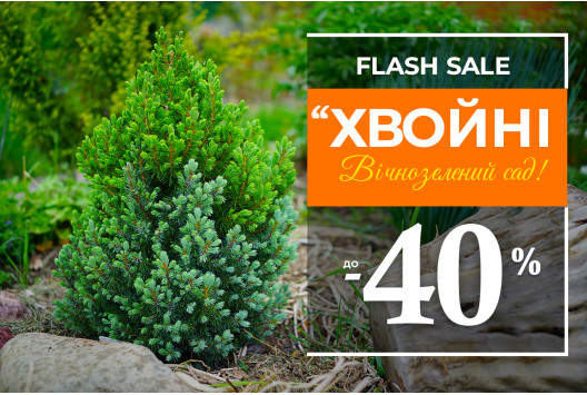 Вічнозелений розпродаж: до -40% на хвойні!