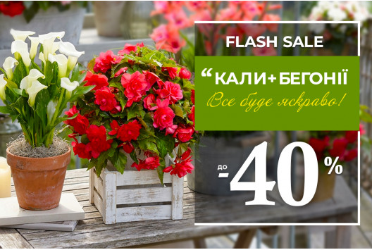 Акція на бегонії та кали — знижки до -40%