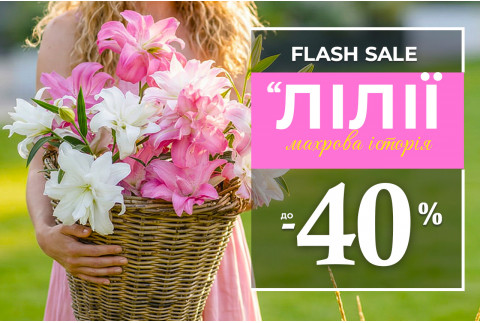Махрові лілії — знижки до 40%
