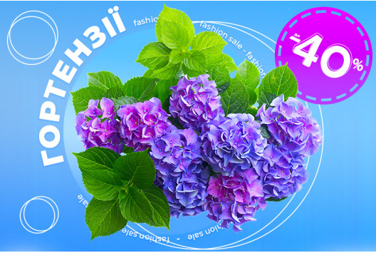 Квітучі гортензії за суперціною