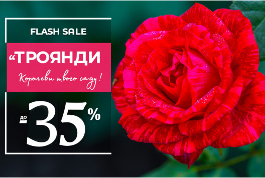  Трояндовий сезон відкрито! -35% на саджанці