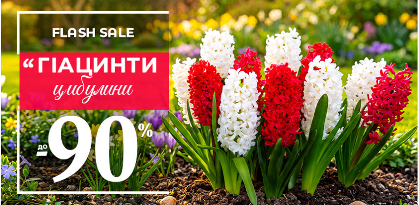 Гіацинти — знижки до 90%!
