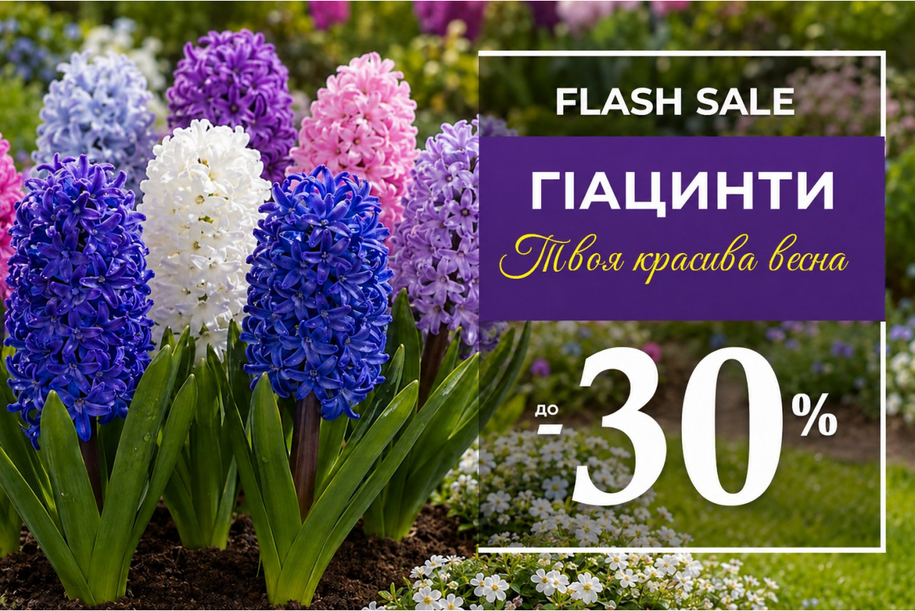 Акція на цибулини гіацинтів