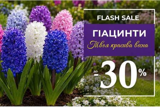 Тиждень гіацинтів - знижки до 30%