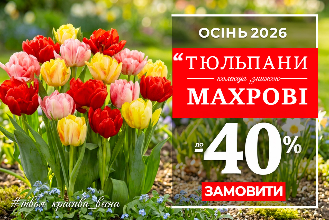 Новинки Та Хіти