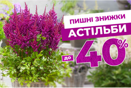 Пухнасті астильби зі знижкою до –40%