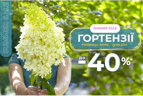 WOW-ефект у саду — гортензії до –40%
