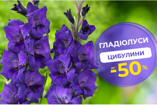 Яскраві гладіолуси – знижки до -50%!