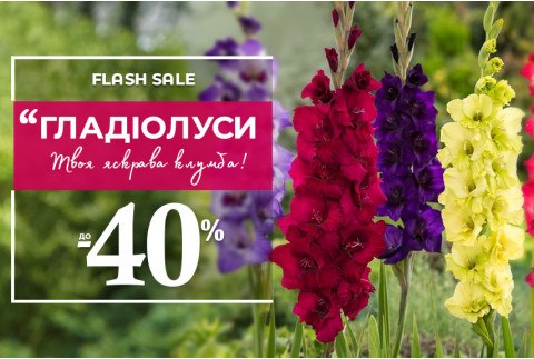 Цибулини гладіолусів зі знижками до –40%