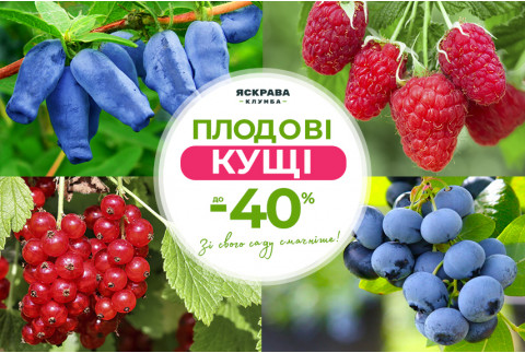 Плодові кущі з розплідника — знижки до -40%