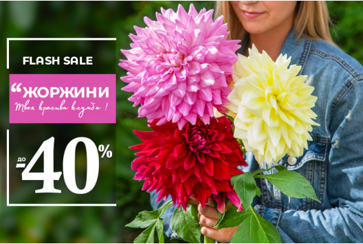 Розкішні жоржини – знижки до -40%
