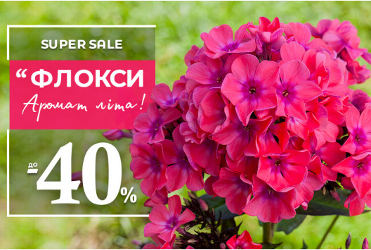 Барвисті флокси — знижки до -40%!
