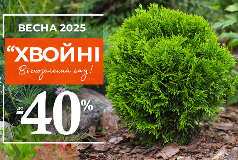 Хвойна елегантність зі знижками
