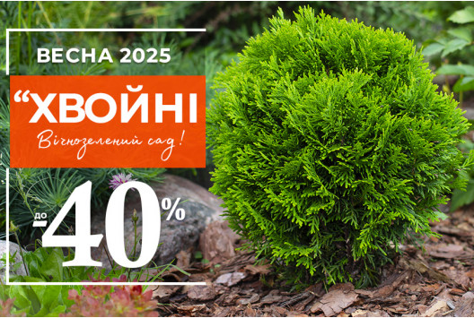 Хвойна елегантність зі знижками