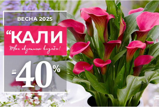 Елегантність кал — знижки до -40%!
