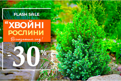 Вічнозелений розпродаж: до -40% на хвойні!
