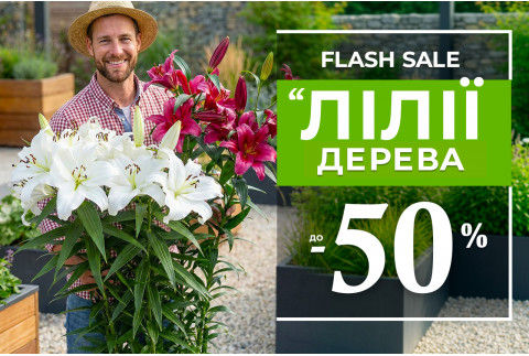Колекція гігантських лілій зі знижкою 50%