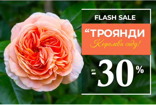 Саджанці троянд зі знижкою до -30%