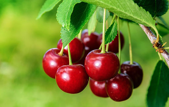 Черешня в саду: як підібрати місце і що посадити поряд