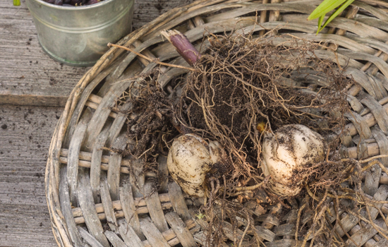 Чи можна залишити цибулини квітів у горщиках на зиму: умови зберігання