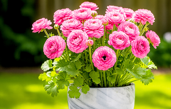 Ранункулюс або Жовтець - посадка і догляд в домашніх умовах, вирощування з насіння