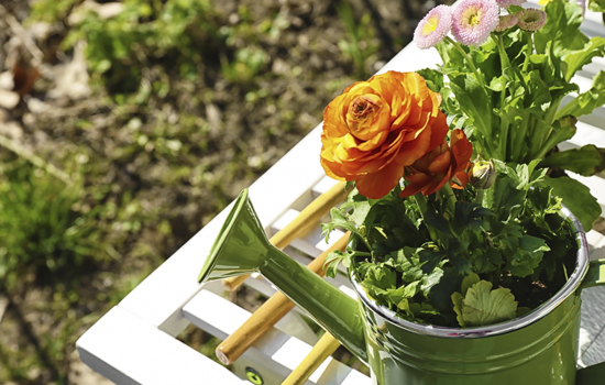 Ранункулюс або Жовтець - квіти із шармом та витонченістю: посадка та догляд