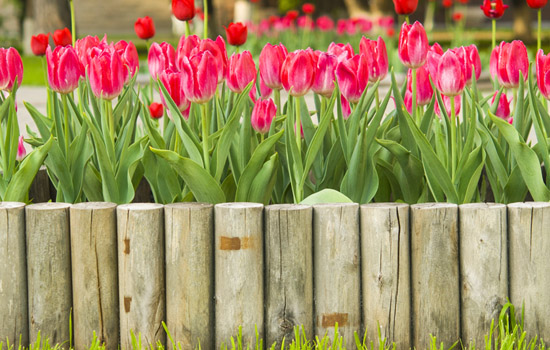 Міжнародна класифікація тюльпанів