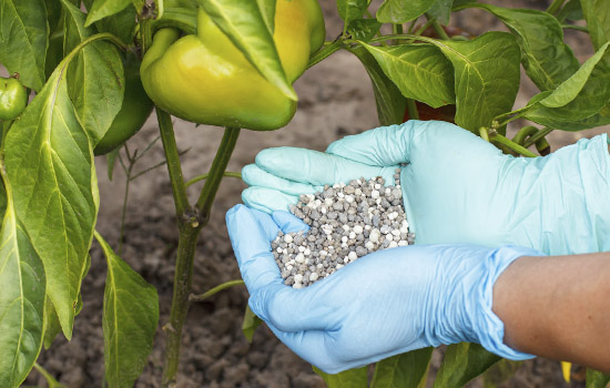 Азотні добрива для високого врожаю: усе про селітру (аміачну, калійну, кальцієву та натрієву)