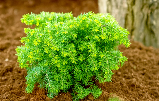 Як виростити тсугу канадську: секрети посадки, догляду та вибору сортів