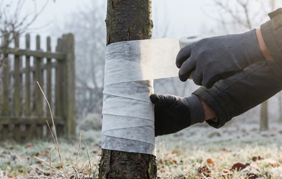 Садовий бинт для дерев: як він допомагає пережити зиму