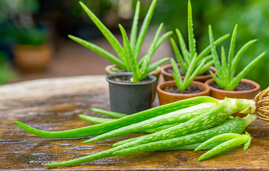 Як розмножити алое вдома: перевірені поради