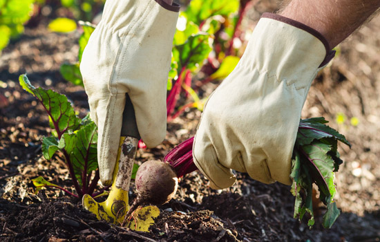 Чому буряк погано росте і що з цим робити