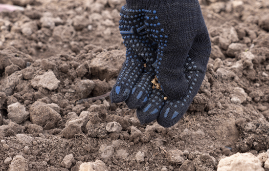 Підзимовий посів буряка: коли, як і які сорти підходять для посіву восени