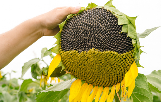 Як правильно садити соняшник на городі