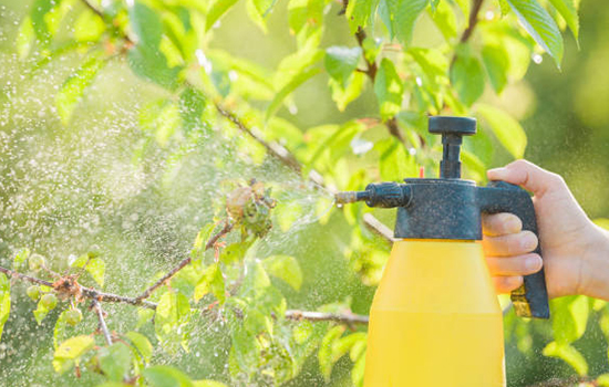 Спасаем плодовое дерево: чем опрыскать вишню от монилиоза осенью