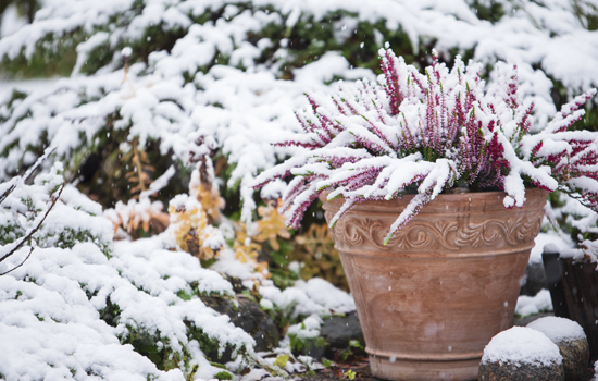 Роботи на городі й у саду в грудні: як підготувати ділянку до справжньої зими