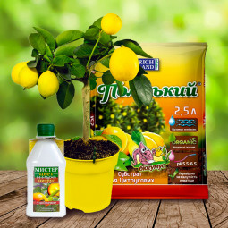 Комплект Містер Лимон