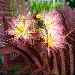 Альбіція (Ленкоранська акація) Summer Chocolate