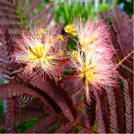 Альбіція (Ленкоранська акація) Summer Chocolate
