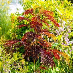 Альбіція (Ленкоранська акація) Summer Chocolate