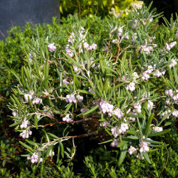 Андромеда Glaucophylla