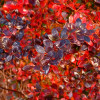 Барбарис Red Jewel контейнер 2 л