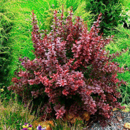 Барбарис Тунберга Atropurpurea Nana контейнер 0.5 л Барбарис Тунберга Atropurpurea Nana контейнер 0.5 л