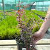 Барбарис Тунберга Rose Glow контейнер 2.0 л