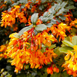 Барбарис гібридний Apricot Queen