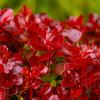 Барбарис Тунберга Lutin Rouge