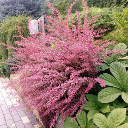 Барбарис Тунберга Pink Queen (Пінк Квін) контейнер 0.5 л Барбарис Тунберга Pink Queen (Пінк Квін) контейнер 0.5 л