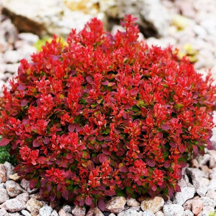 Барбарис Red Jewel контейнер 0.5 л
